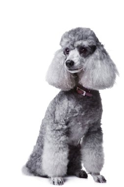 Gray poodle on isolated white background clipart