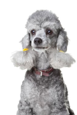 Gray poodle with leather collar on isolated white clipart