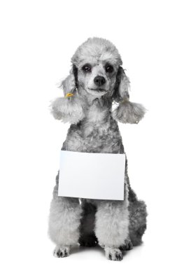 Gray poodle dog with tablet for text on isolated white clipart