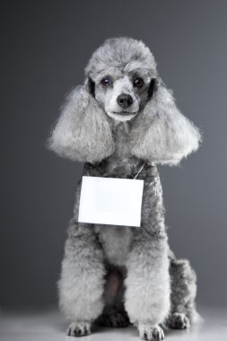 Gray poodle dog with tablet for text on grey clipart