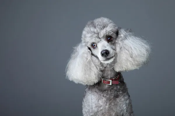 Curious gray poodle — Stock Photo, Image