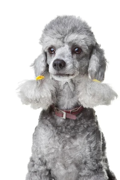 皮革项圈上孤立白灰色贵宾犬 — 图库照片