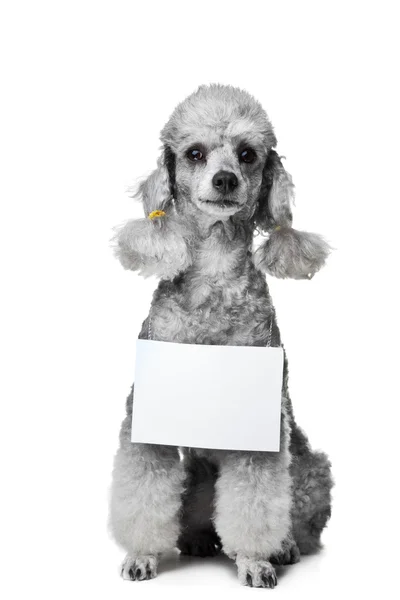 Szürke uszkár kutya-val a szöveg elszigetelt fehér tabletta — Stock Fotó
