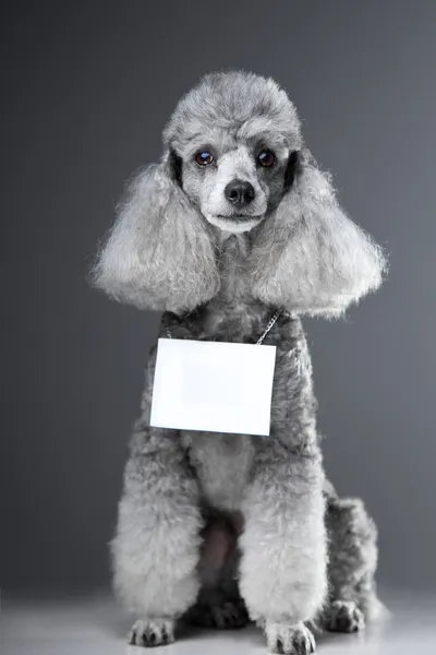 Γκρι poodle σκυλί με δισκίο για κείμενο σε γκρι — Φωτογραφία Αρχείου