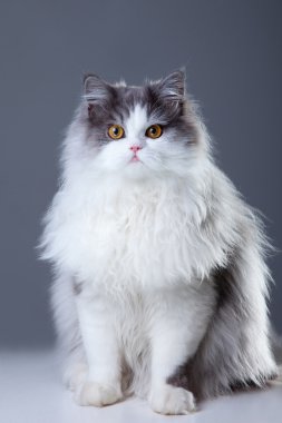 Farsça gri arka plan üzerinde oturan kedi