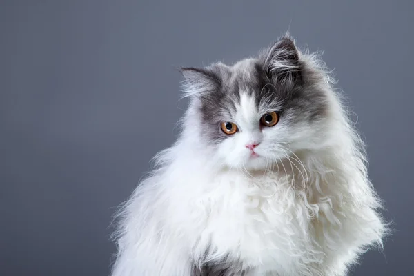 Persisk katt på grå bakgrund — Stockfoto