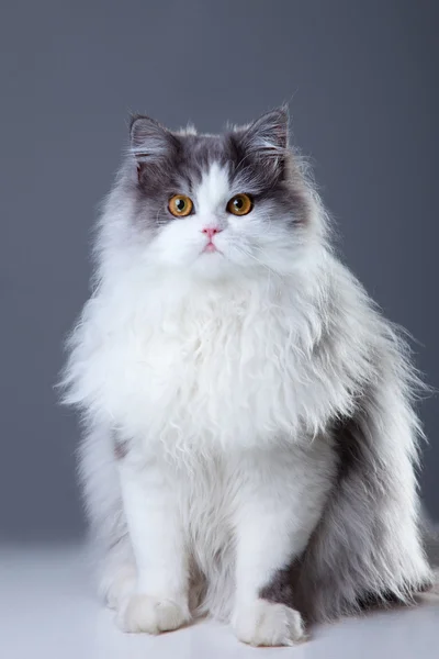 Farsça gri arka plan üzerinde oturan kedi — Stok fotoğraf