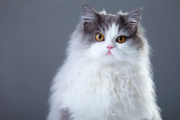 แมวเปอร์เซียสีเทาและขาวบนพื้นหลังสีเทา — ภาพถ่ายสต็อก