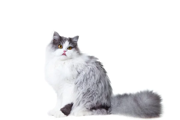 Licking persian cat sitting on isolated white background — Stock Photo, Image