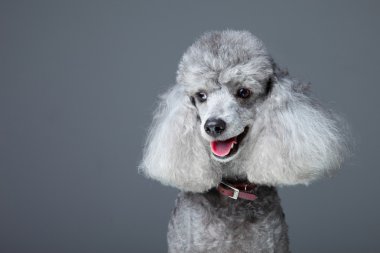 Smiling gray poodle clipart