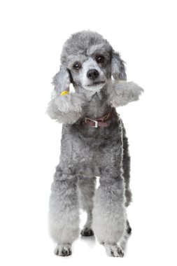 Gray poodle standing on isolated white clipart