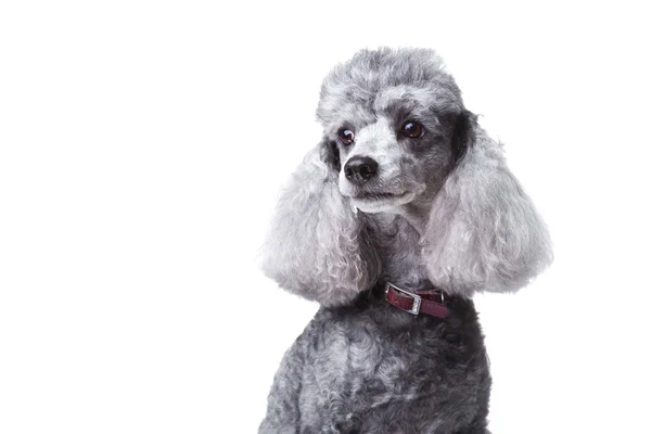 Curious gray poodle on white — Stock Photo, Image