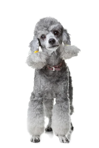 Izole beyaz gri fino köpeği ayakta — Stok fotoğraf