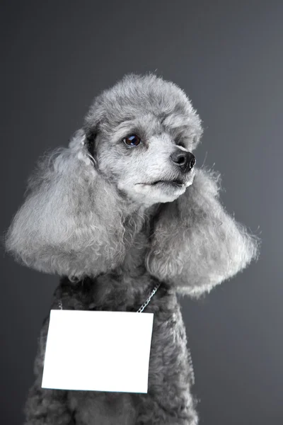 Cão poodle cinza com comprimido para texto em cinza — Fotografia de Stock