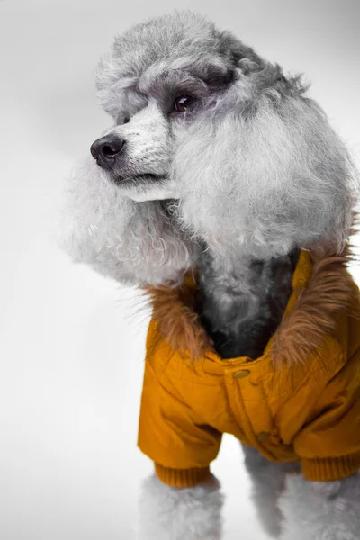 Lindo caniche gris con chaqueta amarilla en gris — Foto de Stock
