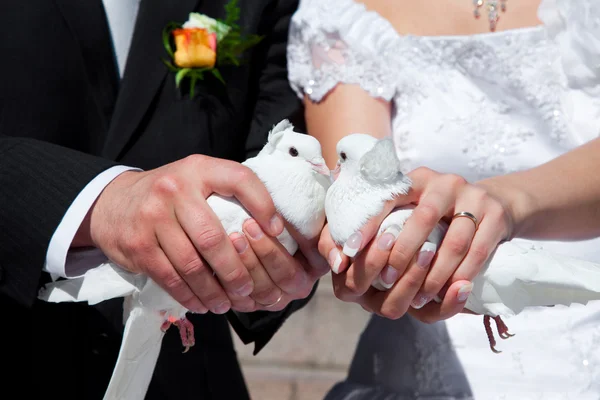 Pombos de casamento — Fotografia de Stock