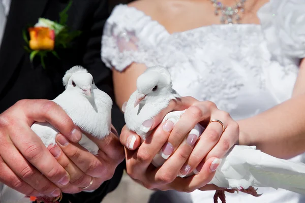 Svatební holuby — Stock fotografie