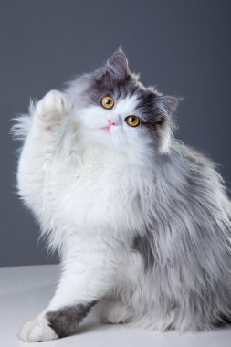 Persian cat playing on grey background clipart