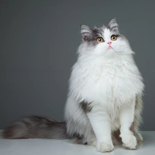Perzische kat, zittend op een grijze achtergrond — Stockfoto