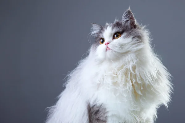 Perzsa macska, szürke háttér — Stock Fotó
