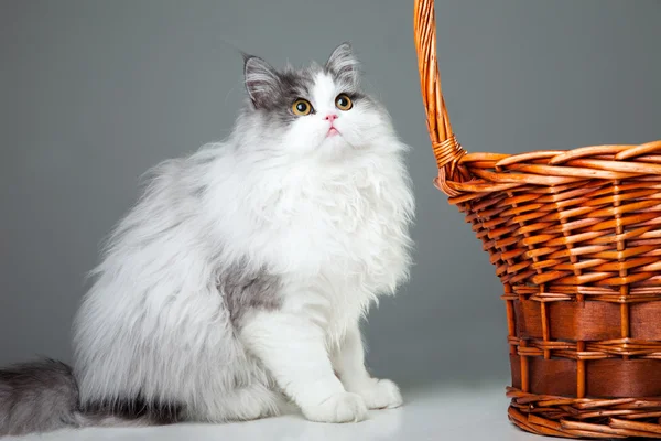 Persian cat sitting near basket on grey — Stock Photo, Image