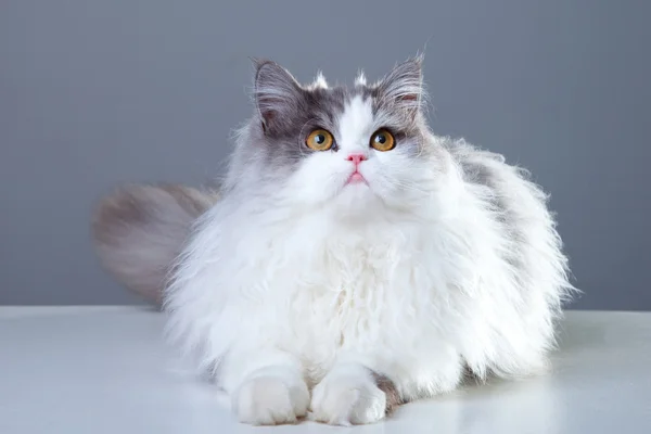Gato persa acostado sobre fondo gris — Foto de Stock
