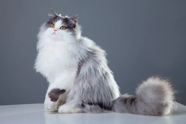 Персидский кот сидит на сером фоне — стоковое фото