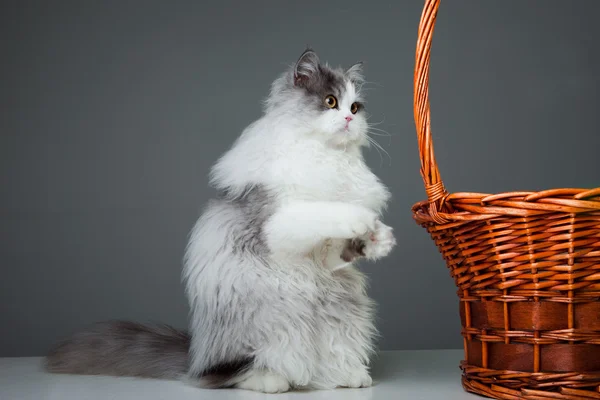 Funny persian cat sitting near basket on grey — Stock Photo, Image