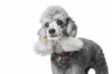 Gray poodle with leather collar on isolated white clipart