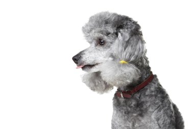 Gray poodle with pink tongue clipart