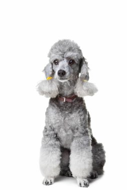 Gray poodle on isolated white background clipart