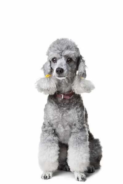 孤立在白色背景上的灰色贵宾犬 — 图库照片