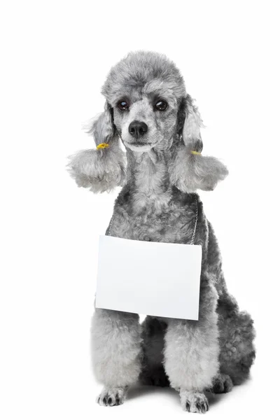 Szürke uszkár kutya-val a szöveg elszigetelt fehér tabletta — Stock Fotó