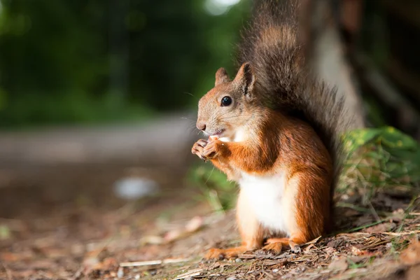 Wiewiórka jedzenie w parku — Zdjęcie stockowe