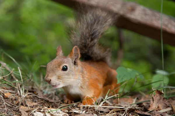 Nieuwsgierig Europese rode eekhoorn zoeken voor kennismaking — Stockfoto