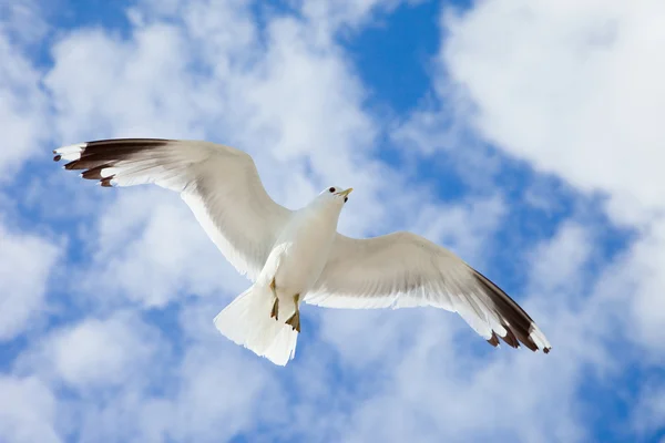 Sea gull in de blauwe hemel — Stockfoto