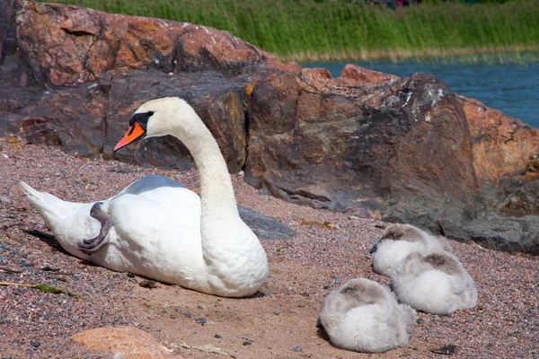 Cisne con tres pájaros bebé descansando —  Fotos de Stock