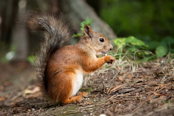 Rotes Eichhörnchen frisst im Park — Stockfoto