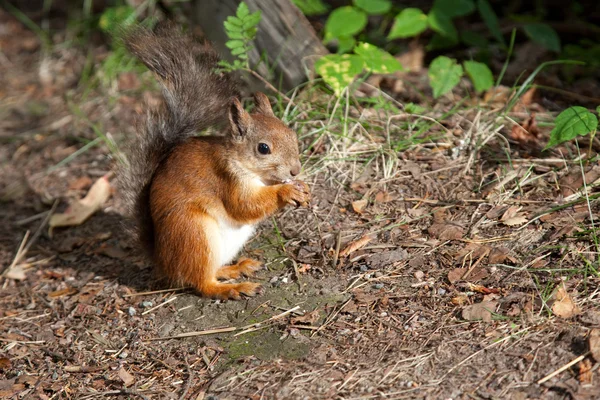 European squirrel — Stock Photo, Image