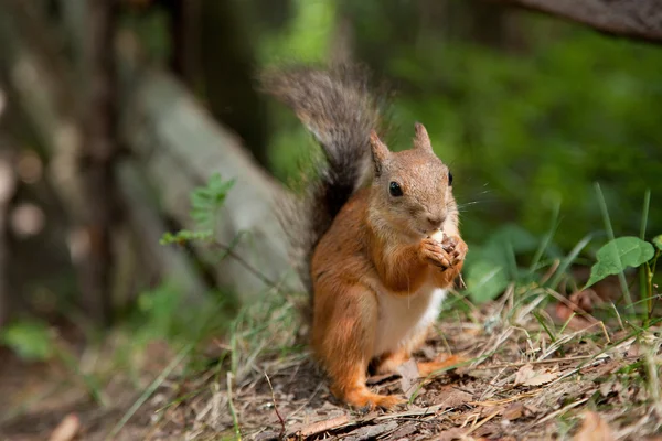 Rotes Eichhörnchen frisst im Park — Stockfoto