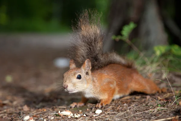 Hungry squirrel — Stock Photo, Image