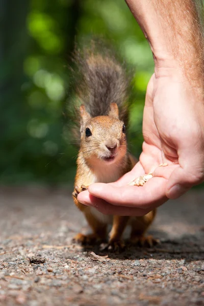Écureuil roux mangeant de la main humaine — Photo