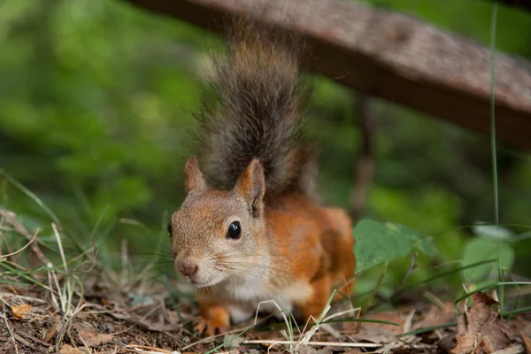 Neugieriges Eichhörnchen aus Finnland — Stockfoto