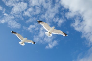 Sea Gulls in the blue sky clipart