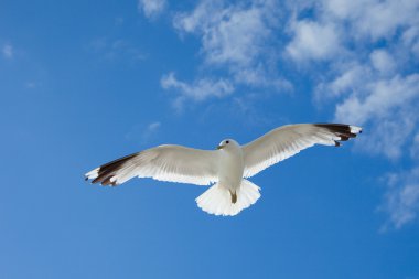 Sea Gull in the blue sky clipart