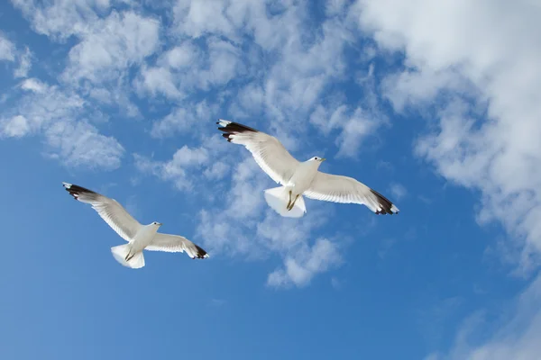 Морские чайки в голубом небе — стоковое фото