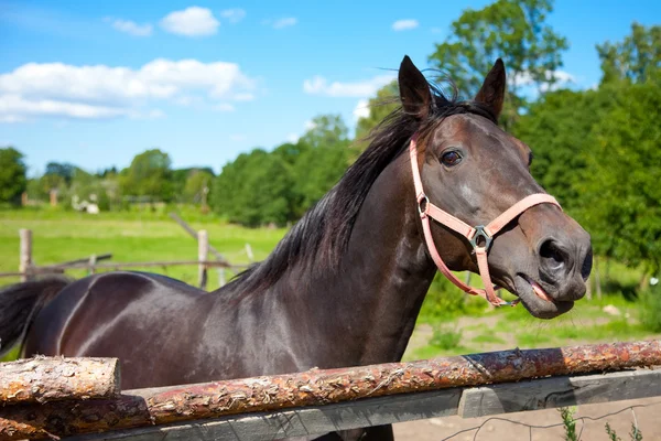 stock image Horse in open-air cage