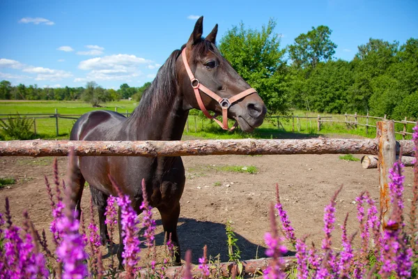 Paard in openlucht kooi — Stockfoto