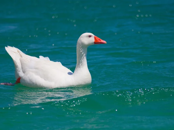 Wild white goose — Stock Photo, Image