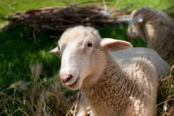 Серые овцы в тени пастбища — стоковое фото